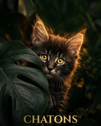 Chatons
